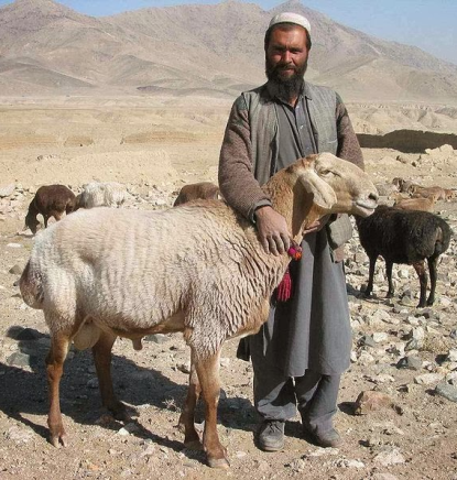 http://worldmeets.us/images/afghan-and-sheep_pic.png