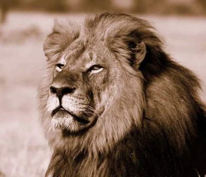http://worldmeets.us/images/cecil-the-lion_pic.jpg