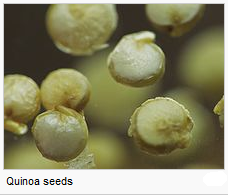 http://worldmeets.us/images/quinoa-micro_pic.png