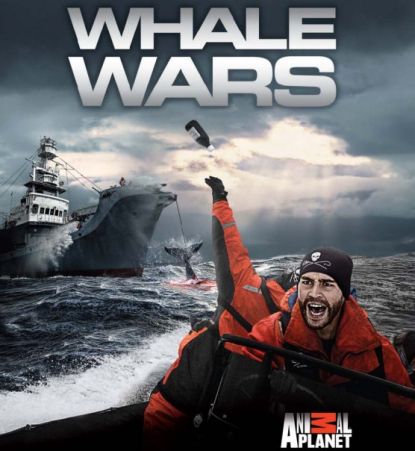 AUDIO: Whale Wars and Cultural Conservation: An Interview with Simon ...